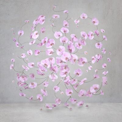 Isabelle van Zeijl Infinite Pink