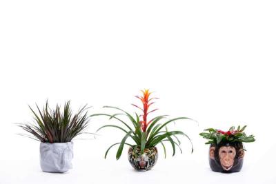 Italian Mid Century Hand Painted Chimpanzee Planter