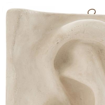 Italian Renaissance Michelangelos David Plaster Ear Detail