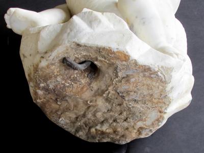 Italian rococo revival carrara marble niche fountain of a putti and dolphin