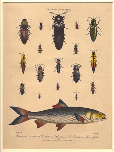 J WILKES SEVENTEEN SPECIES OF ELATER OR SKIPPER AND THE ELOPS OR SAUR FISH