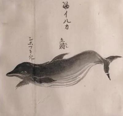 JAPANESE WHALE WATERCOLOR SUJI IRUKA WHITE SIDED DOLPHIN