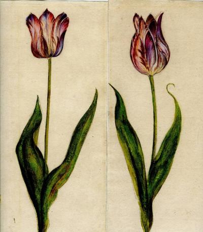 Jacob Marrel A Pair of Semper Agustus Tulips