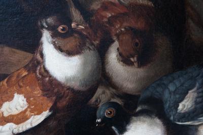 Jacobus Victors Pigeons on a Roof Jacobus Victors Amsterdam 1640 1705 