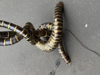 Jacques Duval Brasseur 1970 Yuka Palm Tree Floor Lamp in Brass and Patinated Iron Maison Jansen 3 Head