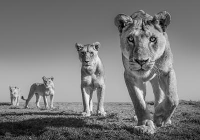 James Lewin Land of Lions