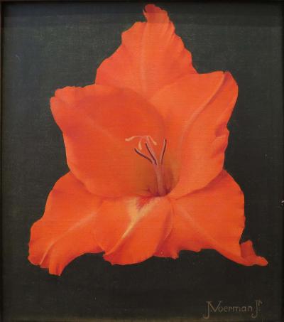 Jan Voerman Gladiola Orange