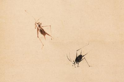 Japanese Antique Scroll of Crickets