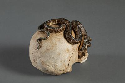 Japanese Ceramic Form of a Human Skull with a Snake