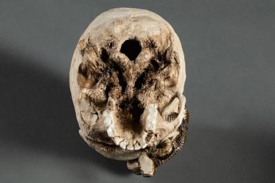 Japanese Ceramic Form of a Human Skull with a Snake