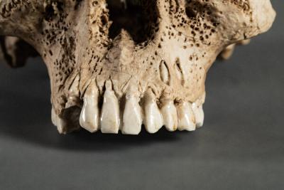 Japanese Ceramic Form of a Human Skull with a Snake