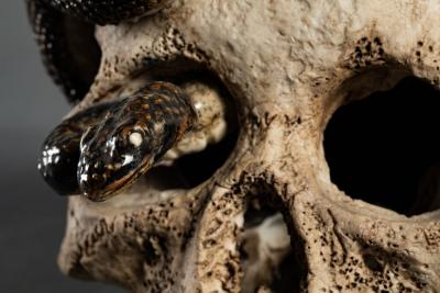 Japanese Ceramic Form of a Human Skull with a Snake