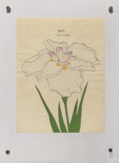Japanese Iris CHO HIYEN
