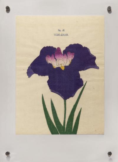 Japanese Iris YEDO JIMAN