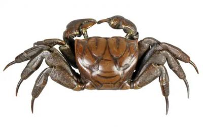 Japanese Meiji Articulated Bronze Crab