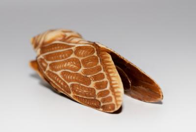 Japanese Netsuke of Cicada Signed