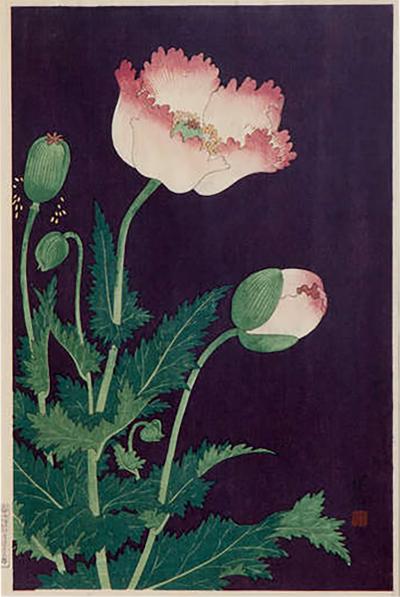 Japanese Showa Botanical Print of Poppies