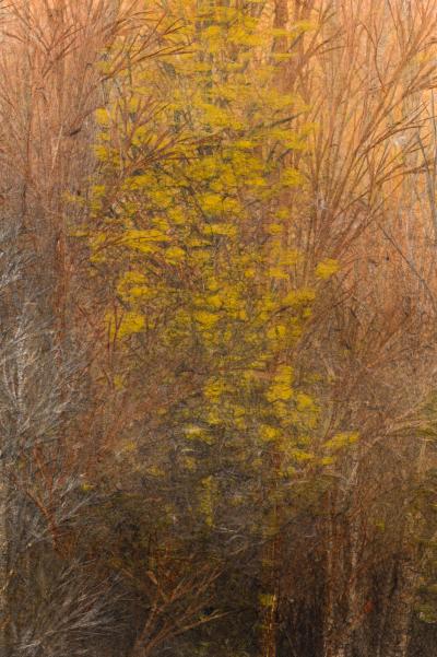 Japanese Two Panel Screen Late Autumn Forest Rare Obara Paper Art Screen