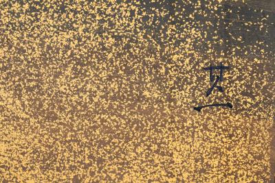 Japanese Two Panel Screen Plum on Gold Leaf