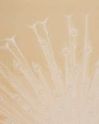 Japanese Two Panel Screen White Peafowl in Courtship Display