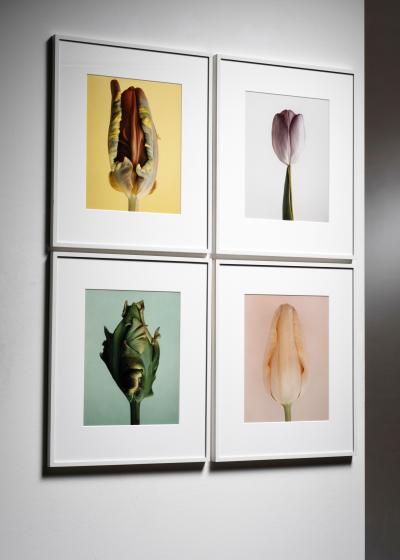 Jasper Wiedeman Set of 4 photo images from the Tulip series by Wiedeman