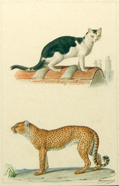 Jean Baptiste Meunier DOMESTIC CAT AND CHEETAH PARIS ROOFTOP 