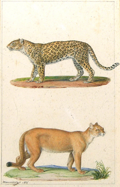 Jean Baptiste Meunier JEAN BAPTISTE MEUNIER FRENCH 1786 1858 PANTHER AND PUMA
