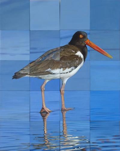 Jeff Cohen OYSTER CATCHER