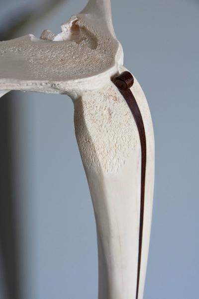 Jennifer Trask Limb 2012