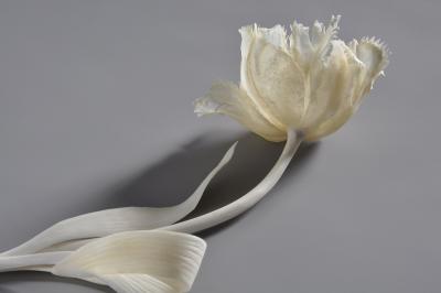 Jennifer Trask Tulipa Bunch 2013 14