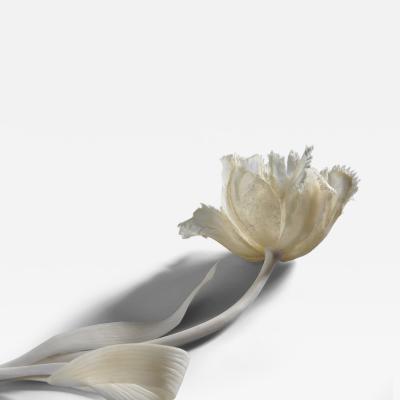 Jennifer Trask Tulipa Bunch 2013 14