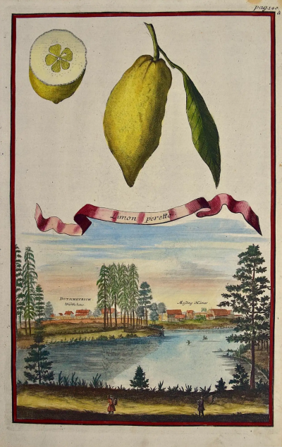 Johann Christoph Volkhamer Lemons Limon Peretto An Early 18th Century Volckamer Hand colored Engraving