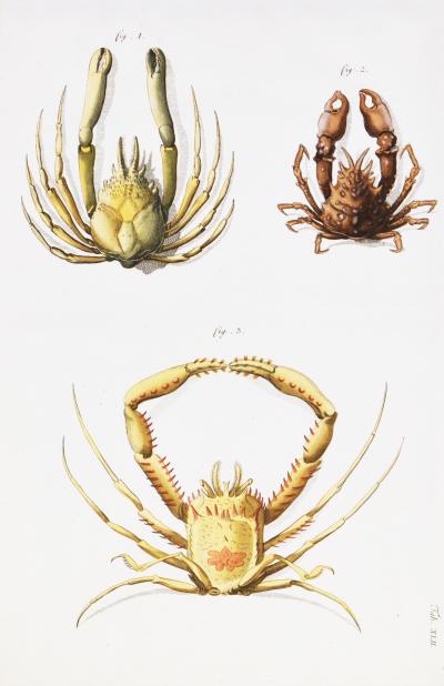 Johann Friederich Wilhelm Herbst A Group of Six Crustaceans Crabs