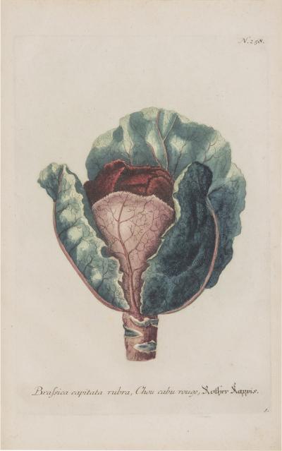 Johann Wilhelm Weinmann A Group of Six Brassica Cabbages Johann Weinmann