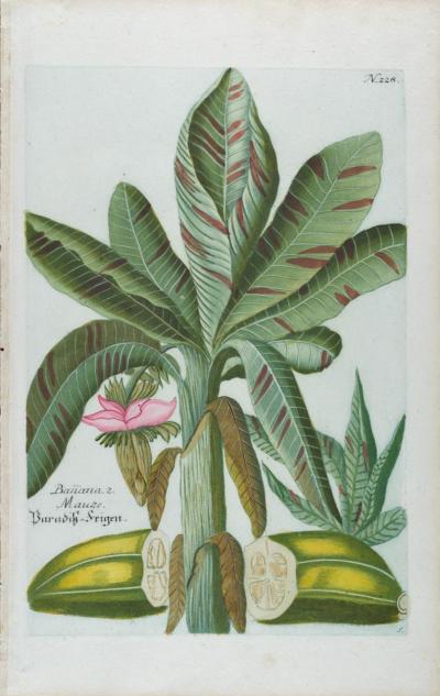 Johann Wilhelm Weinmann Banana Plant An 18th Century Hand colored Botanical Engraving by J Weinmann