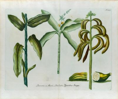 Johann Wilhelm Weinmann Banana Plants An 18th Century Hand colored Botanical Engraving by J Weinmann
