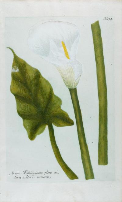 Johann Wilhelm Weinmann Calla Lily 2 An 18th Century Hand colored Botanical Engraving by J Weinmann