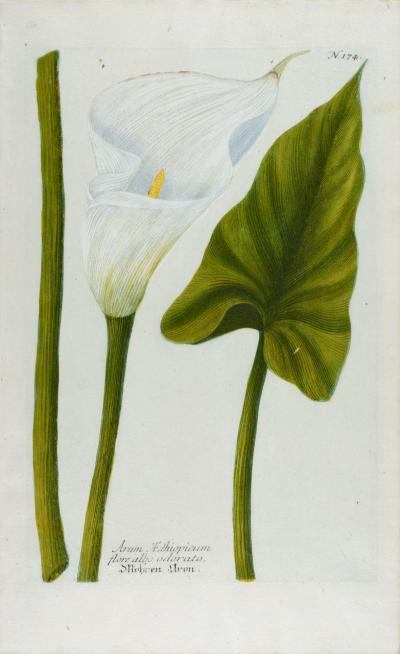 Johann Wilhelm Weinmann Calla Lily An 18th Century Hand colored Botanical Engraving by J Weinmann