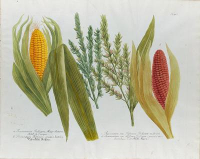 Johann Wilhelm Weinmann Corn Maize An 18th Century Hand colored Botanical Engraving by J Weinmann