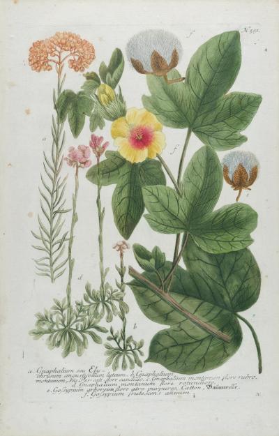 Johann Wilhelm Weinmann Cotton Plant An 18th Century Hand colored Botanical Engraving by J Weinmann