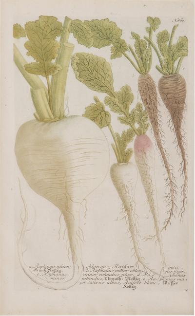 Johann Wilhelm Weinmann Group of Six Vegetables by Johann Weinmann