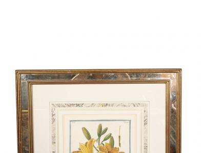 Johann Wilhelm Weinmann Johann Wilhelm Weinmann Framed Pair of Botanical Prints