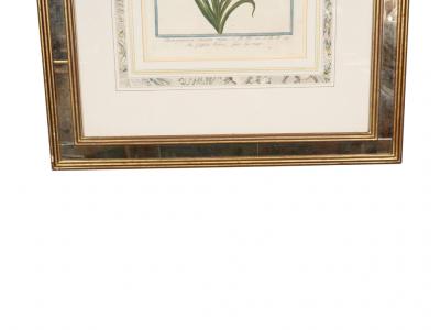 Johann Wilhelm Weinmann Johann Wilhelm Weinmann Framed Pair of Botanical Prints