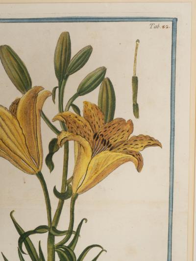 Johann Wilhelm Weinmann Johann Wilhelm Weinmann Framed Pair of Botanical Prints