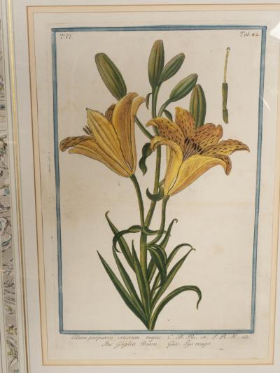 Johann Wilhelm Weinmann Johann Wilhelm Weinmann Framed Pair of Botanical Prints