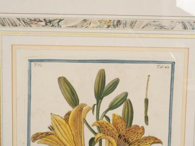 Johann Wilhelm Weinmann Johann Wilhelm Weinmann Framed Pair of Botanical Prints