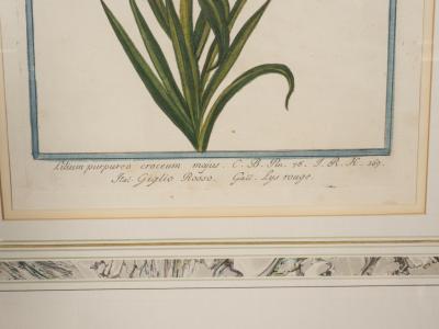 Johann Wilhelm Weinmann Johann Wilhelm Weinmann Framed Pair of Botanical Prints