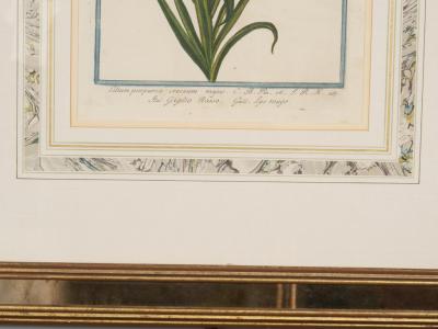 Johann Wilhelm Weinmann Johann Wilhelm Weinmann Framed Pair of Botanical Prints