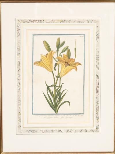 Johann Wilhelm Weinmann Johann Wilhelm Weinmann Framed Pair of Botanical Prints