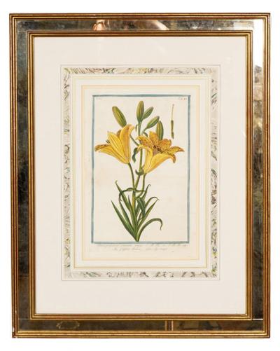 Johann Wilhelm Weinmann Johann Wilhelm Weinmann Framed Pair of Botanical Prints